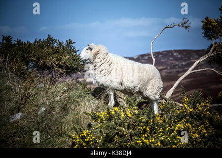 Highland scozzesi ovini Foto Stock