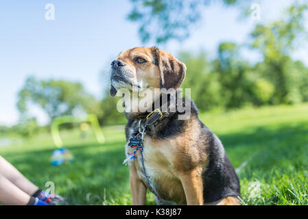 Ritratto di un simpatico cane beagle Foto Stock