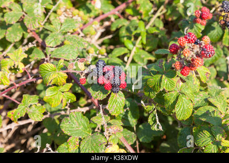 More blackberry con piante mature e i frutti acerbi REGNO UNITO Foto Stock