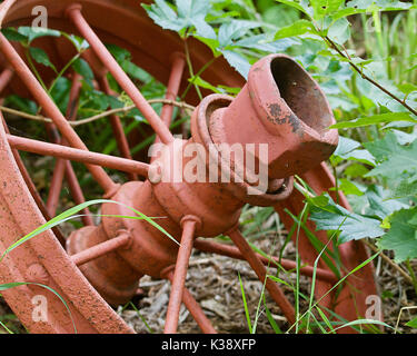 Vecchio Orange Farm Machinery ruota di ferro nel fogliame Foto Stock