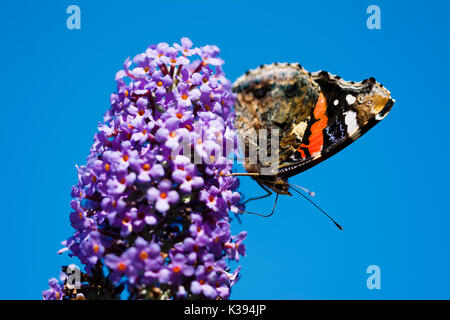 Red Admiral farfalla sulla Buddleia flower contro un cielo blu Foto Stock