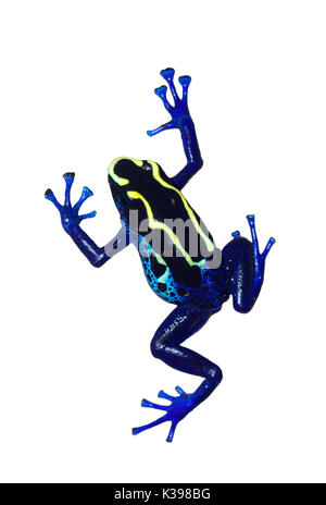 Dendrobates tinctorius (Dendrobates tinctorius) isolato su sfondo bianco Foto Stock