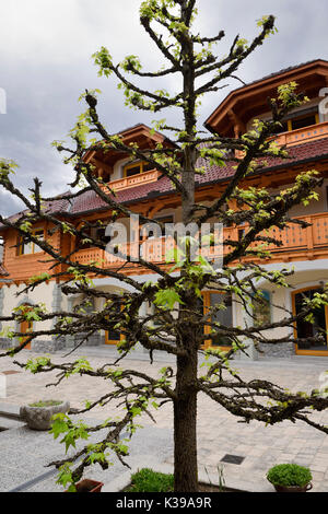 Acero campestre con winge rami e foglie giovani in primavera a Appartamento Ledrar nel villaggio Mlino Bled Slovenia Foto Stock