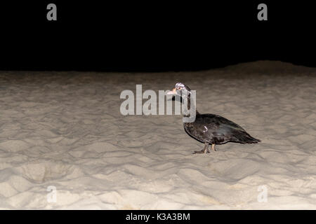Vecchio papero pennuto che cammina sulla spiaggia Foto Stock