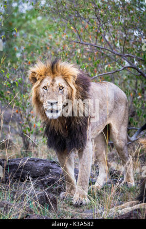 Maschio di leone Masa (Panthera leo) in piedi nella macchia, Masai Mara, Kenya Foto Stock