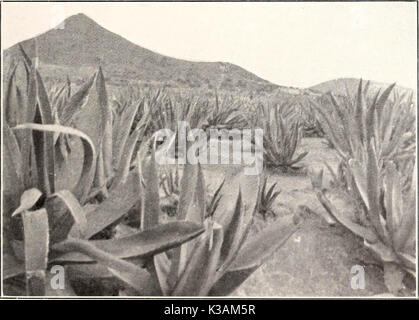 "Tre giovani Crusoes, la loro vita e le loro avventure su un isola nel West Indies" (1918) Foto Stock