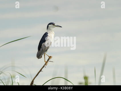 Nitticora (Nycticorax nycticorax) appollaiato sul ramo besid, lago Chapala, Jalisco, Messico Foto Stock