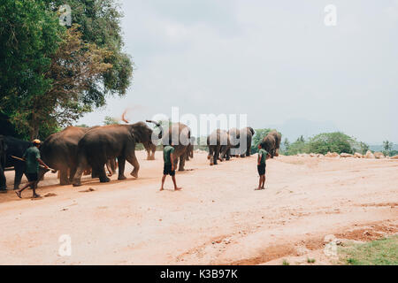 Distretto Kegalle, Sri lanka - 18 Aprile 2017: una mandria di dello Sri Lanka elefanti ed i loro mahouts vicino a Kegalle in provincia centrale, Sri Lanka. La Sri L Foto Stock