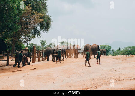 Distretto kegalle, sri lanka - 18 aprile 2017: una mandria di dello Sri Lanka elefanti ed i loro mahouts vicino a kegalle in provincia centrale, sri lanka. sri l Foto Stock