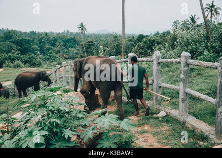 Distretto Kegalle, Sri lanka - Aprile 18, 2017: un giovane dello Sri Lanka Elephant con il suo mahout vicino a Kegalle in provincia centrale, Sri Lanka. Il di Sri Lanka Foto Stock