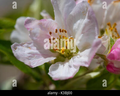 Apple Blossom in sring Foto Stock