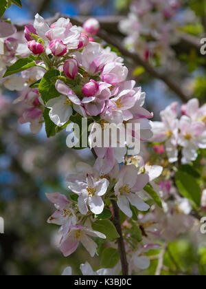 Apple Blossom in sring Foto Stock