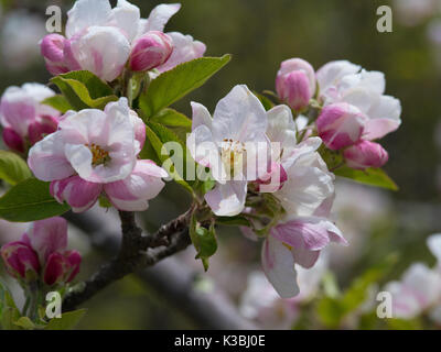 Apple Blossom in sring Foto Stock