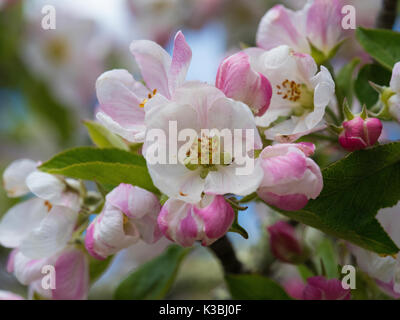 Apple Blossom in sring Foto Stock