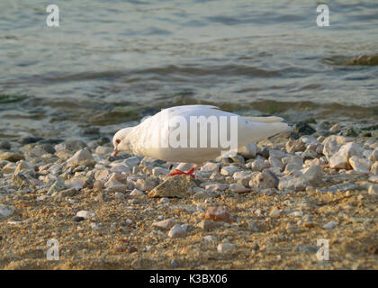 Una meravigliosa Colomba bianca sulla soleggiata spiaggia dell'isola di Mykonos, Grecia Foto Stock