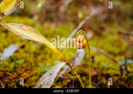 Bacche cloudberry su sfondo verde nella foresta di autunno Foto Stock