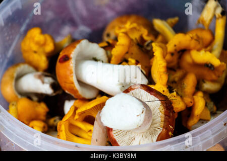 I funghi raccolti nel secchio funghi porcini e finferli in foresta Foto Stock