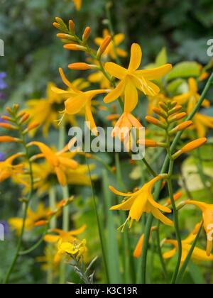 Crocosmia x crocosmiiflora 'George Davison', montbretia Foto Stock