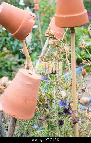 Nigella, amore-in-un-Mist, con giardino vasi da fiori su canne Foto Stock