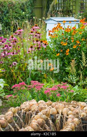 Coltivazione principale cipolle, Sturon, essiccamento con fiore di confine e alveare in background. Foto Stock