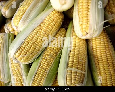Foto di un mazzetto di crudo fresco sul mais a pannocchia Foto Stock
