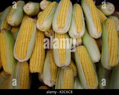 Foto di un mazzetto di crudo fresco sul mais a pannocchia Foto Stock