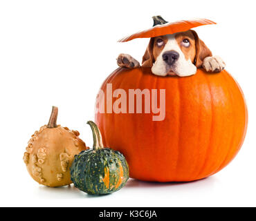 Spaventata beagle in zucca isolato su uno sfondo bianco. Sfondo di Halloween , copiare lo spazio per il tuo testo. Foto Stock