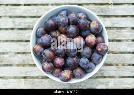 Wild damsons nel recipiente Foto Stock