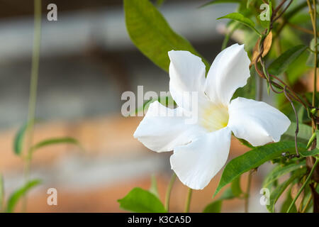 Rosa Bianca Dipladenia per decorare il giardino di casa. Foto Stock