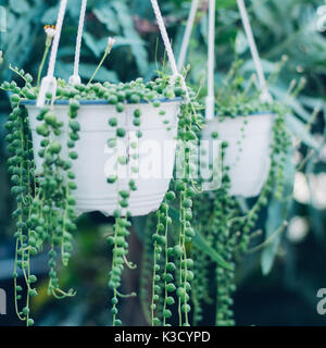 Filo di Perle di piante succulente appesi in una serra, che simboleggiano la calma e la serenità Foto Stock