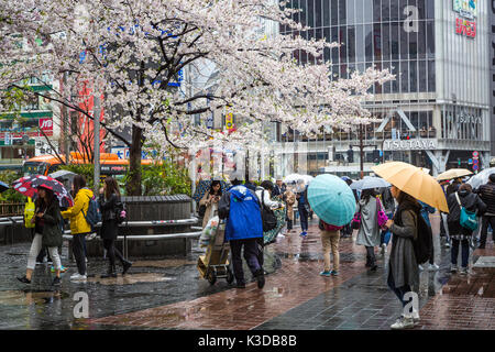 Il Ciliegio fiorisce in un giorno di pioggia nei pressi di Shibuya stazione ferroviaria nel quartiere Shibuya di Tokyo, Giappone, Asia. Foto Stock