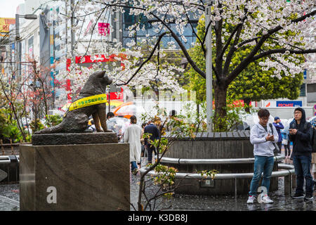 Il cane Hachiko statua in bronzo nei pressi di Shibuya stazione ferroviaria nel quartiere Shibuya di Tokyo, Giappone, Asia. Foto Stock