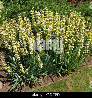 Sisyrinchium striato, giallo pallido-eyed erba in piante e fiori che crescono in bordo del giardino Foto Stock