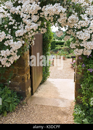 Rosa " la ghirlanda' arrampicata white rose a fiore di open garden gate modo coton manor gardens, Northamptonshire, England, Regno Unito Foto Stock