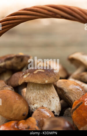 Bianco di funghi porcini di funghi eduli. piccolo bianco commestibile fungo Boletus edulis giacente sul mucchio di foresta di funghi selvatici vicino. Il fuoco selettivo. Foto Stock