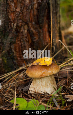 Foresta di funghi commestibili Boletus edulis (porcini) nella foresta vicino. secco foglie di giallo sul cappello fungo. Foto Stock