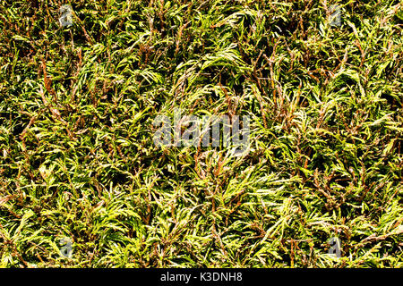 In prossimità di una verde siepe di conifere Foto Stock