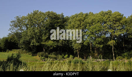 Stagno in il Sundridge Park golf club, Bromley, Kent, Inghilterra, Foto Stock