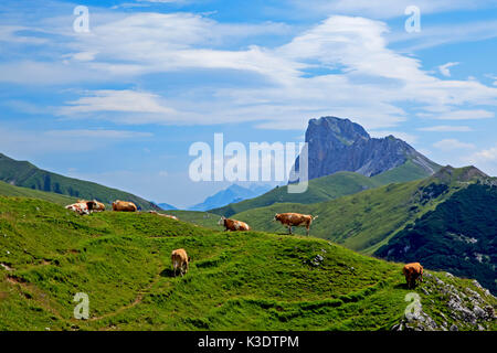 Austria, Tirolo, gamma di Wetterstein, montagne del Wetterstein, mucche, Gehrenspitze (montagna), Foto Stock