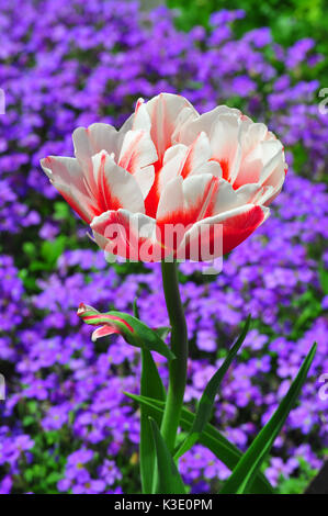 Giardino, tulip, massa-impianto di copertura, Foto Stock