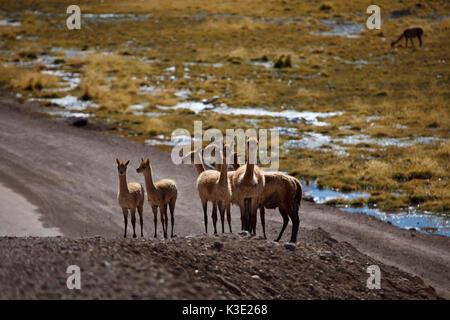 Il Cile, Nord, Andines highland, vigogne, Foto Stock