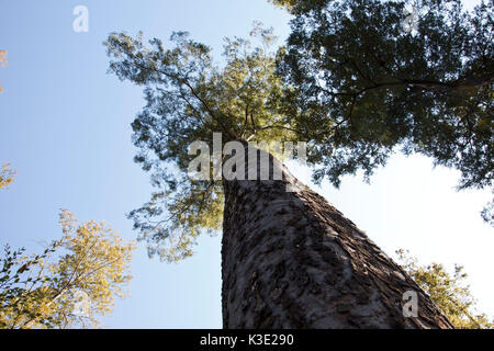 Il Cile, Araucania, Curacautin, Mapuche, il commercio equo e solidale, legno, foresta di faggio, Foto Stock