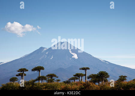 Il Cile, Araucania, parco nazionale di Conguillio, vulcano Llaima, Araukarien, Foto Stock