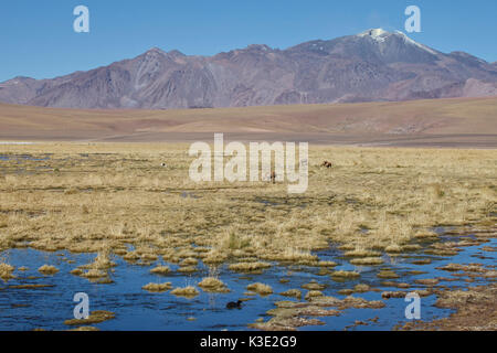 Il Cile, Nord, Andines highland, laguna, vulcani, erba ichu, Foto Stock