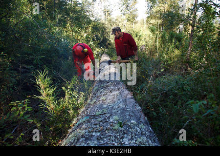 Il Cile, Araucania, Curacautin, Mapuche, il commercio equo e solidale, legno, piccoli proprietari forestali, albero, chop verso il basso, Foto Stock