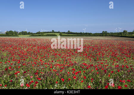 Campo con il trifoglio di cremisi e campo papavero, Trifolium incarnatum con Papaver rhoeas, Bentfeld, Ostholstein, Holstein e SCHLESWIG-HOLSTEIN, Germania, Foto Stock