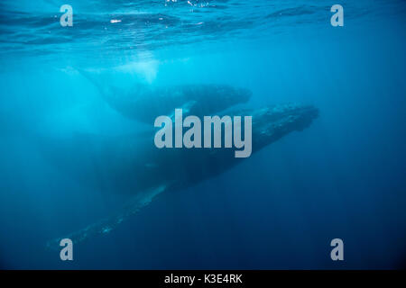 Le megattere, madre e del polpaccio, Megaptera novaeangliae, socorro, revillagigedo islands, Messico Foto Stock