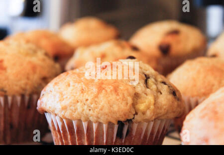 Chocolate chip o muffin ai mirtilli Foto Stock