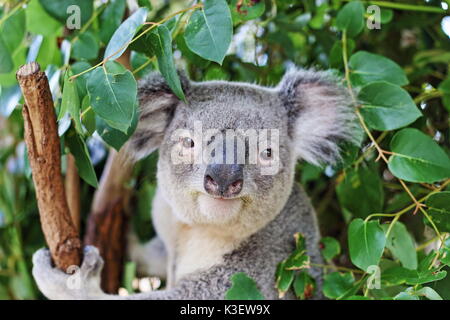 Close-up del koala bear cercando la telecamera in un Australian Koala bears santuario park Foto Stock