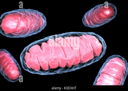 Mitocondrio è una membrana doppia-bound organelle trovati in tutti gli organismi eucariotici. 3D illustrazione Foto Stock